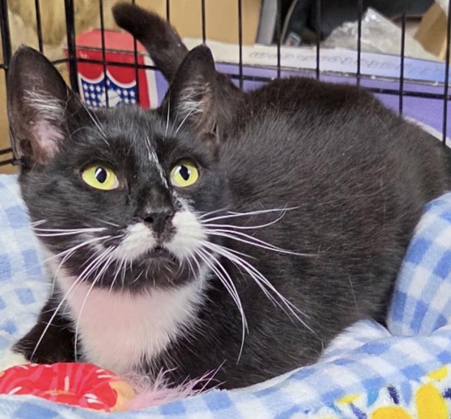 Tippy ( super friendly & affectionate), ADOPTABLE, Adult Female Domestic Short Hair.
