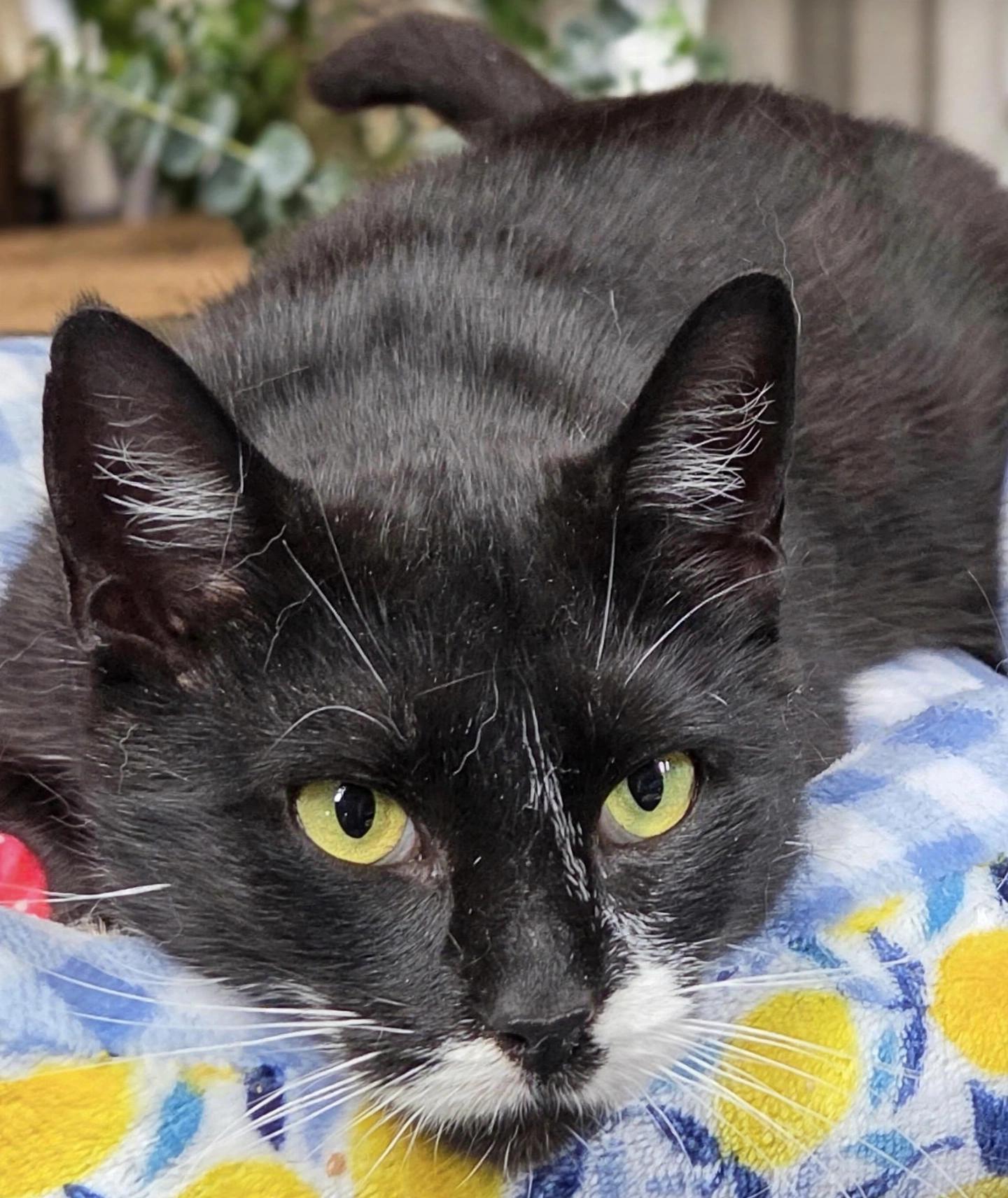 Enlarge Tippy ( super friendly & affectionate), a Adoptable Domestic Short Hair in Staten island, NY image 6/6