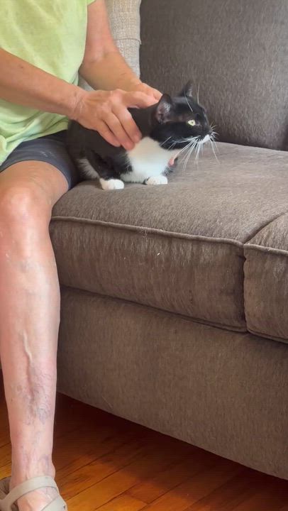 Enlarge Tippy ( super friendly & affectionate), a ADOPTABLE Domestic Short Hair in Staten island, NY video 5/6