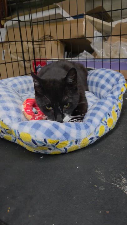 Enlarge Tippy ( super friendly & affectionate), a ADOPTABLE Domestic Short Hair in Staten island, NY video 5/5
