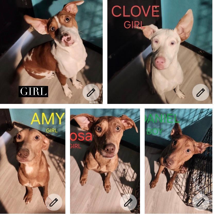 5 siblings, 4 girls 1 boy , ADOPTABLE, Adult Female Catahoula Leopard Dog & Pit Bull Terrier.