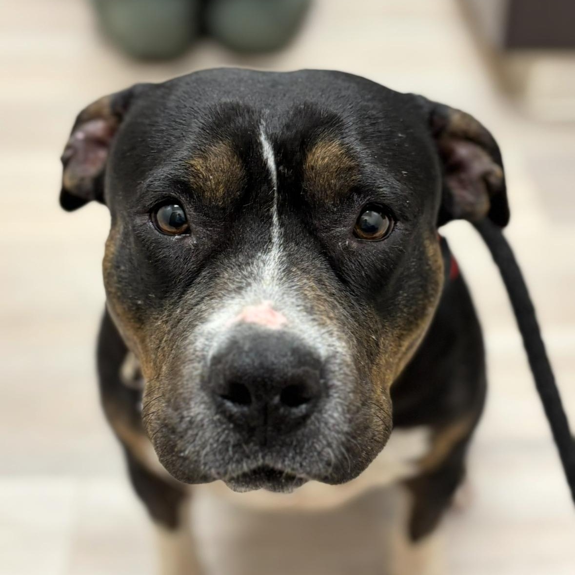Enlarge Honey, a Adoptable American Staffordshire Terrier in College Grove, TN image 1/3