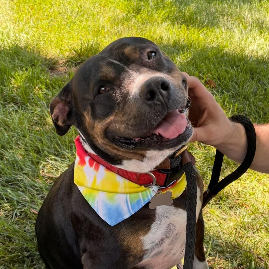 Enlarge Honey, a Adoptable American Staffordshire Terrier in College Grove, TN image 2/3