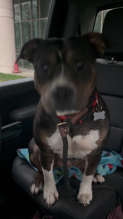Enlarge Honey, a Adoptable American Staffordshire Terrier in College Grove, TN video 3/3