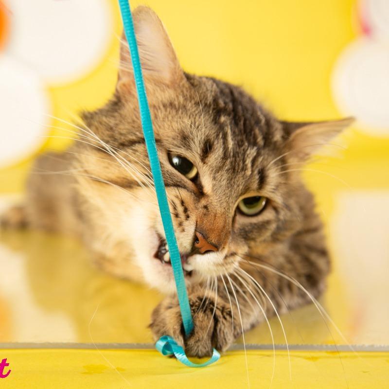 Prince Albert, Adoptable, Adult Male Domestic Medium Hair.