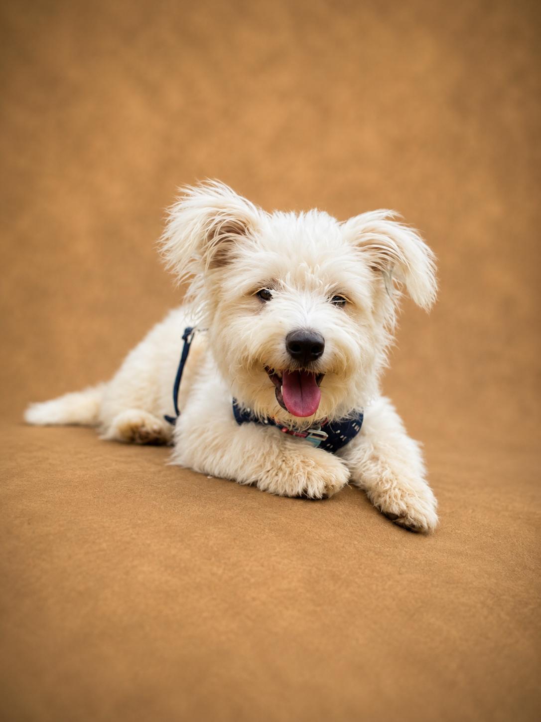 Enlarge Enya, an adopted mixed breed in Vernon, CT image 1/5