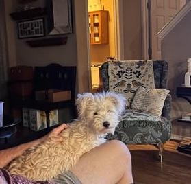 Enlarge Enya, an adopted mixed breed in Vernon, CT image 2/5