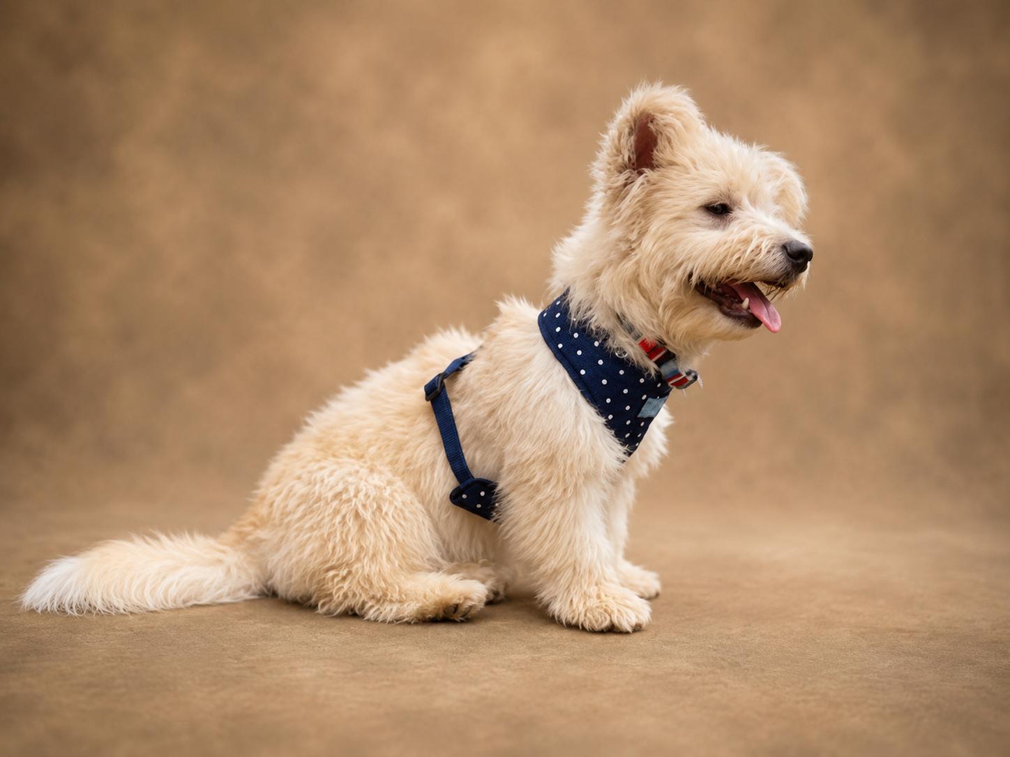 Enlarge Enya, an adopted mixed breed in Vernon, CT image 3/5