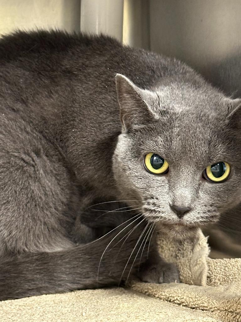 Enlarge Heidi, a Adoptable Domestic Short Hair in Portland, IN image 1/1