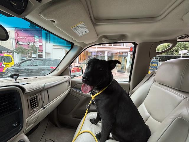 Sora, a ADOPTABLE mixed breed in Carlsbad, CA image 2/3
