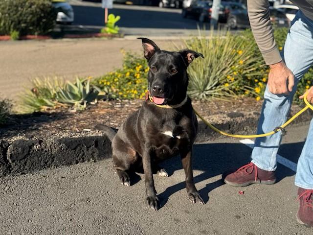 Sora, a ADOPTABLE mixed breed in Carlsbad, CA image 1/3