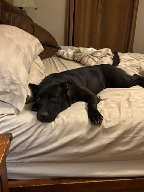 Sora, a ADOPTABLE mixed breed in Carlsbad, CA image 3/3
