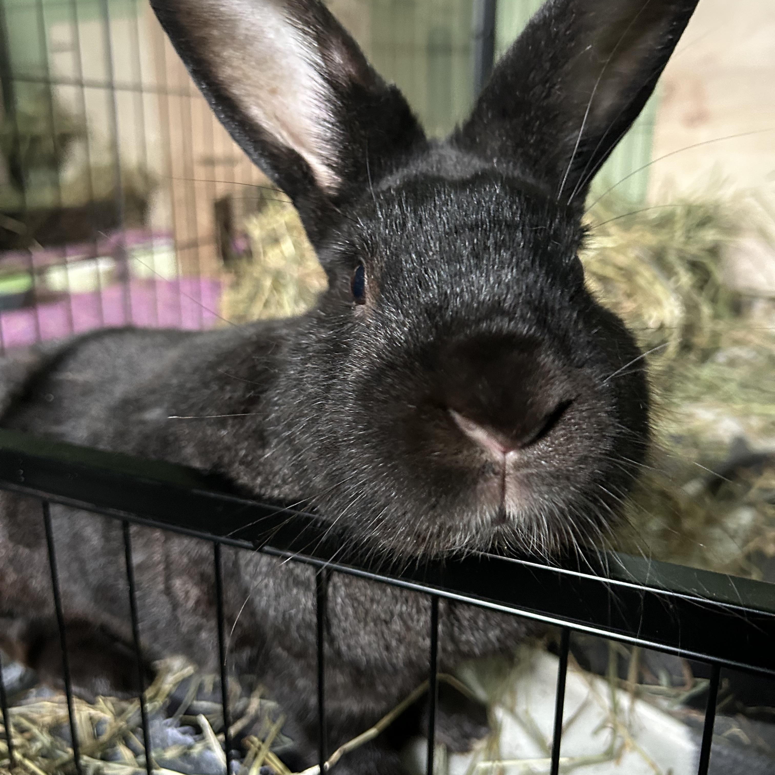 Pierre, ADOPTABLE, Adult Male Chinchilla.