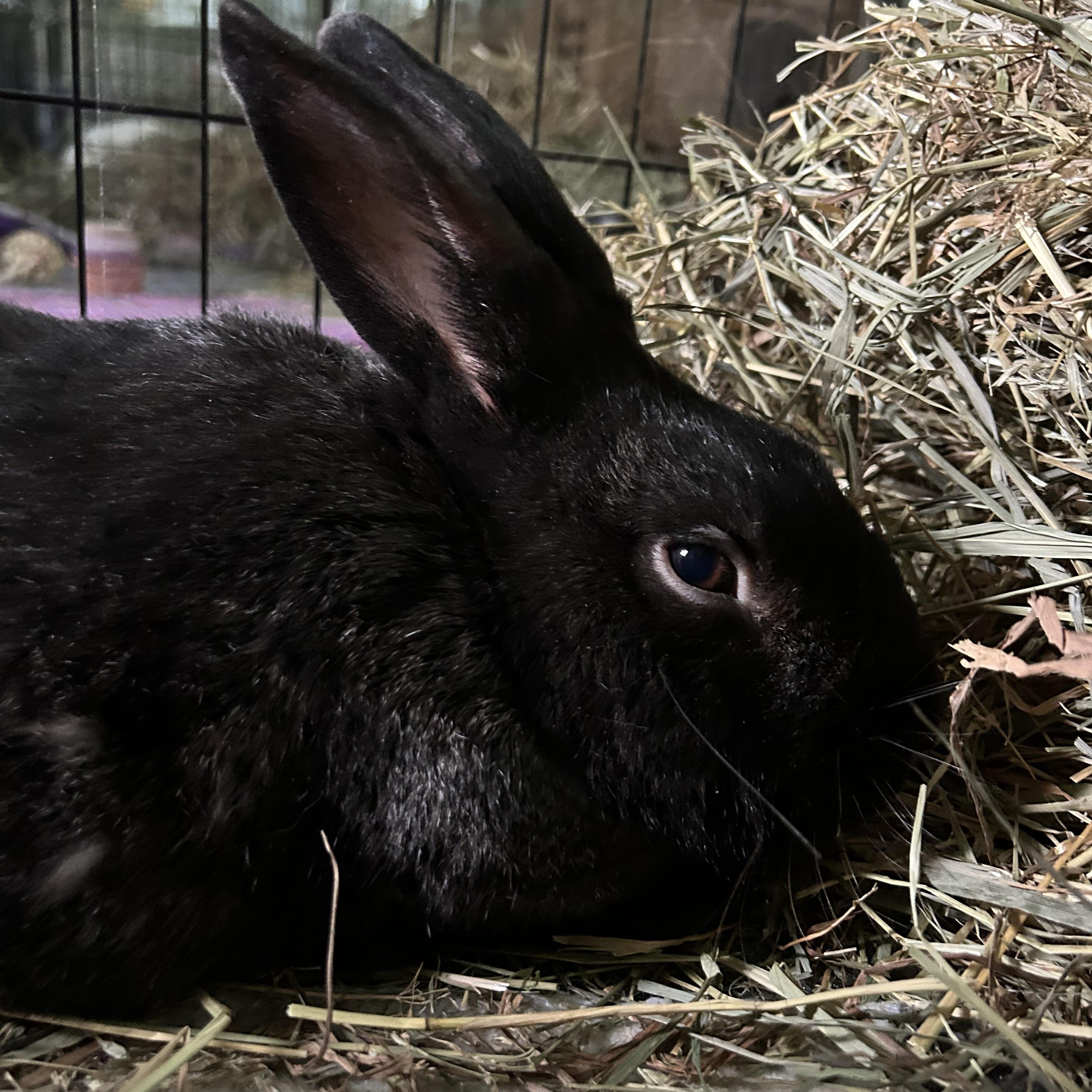 Enlarge Pierre, a Adoptable Chinchilla in Stafford Springs, CT image 2/2