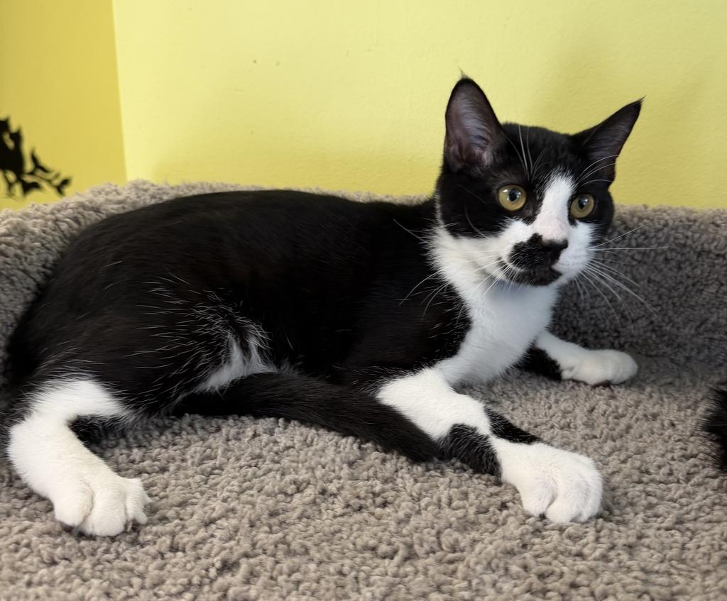 Kodak, Adoptable, Kitten Male Domestic Short Hair.
