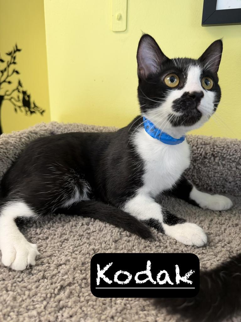 Enlarge Kodak, a Adoptable mixed breed in Maumelle, AR image 2/5