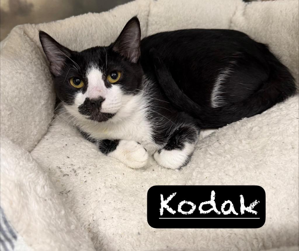 Enlarge Kodak, a Adoptable mixed breed in Maumelle, AR image 4/5