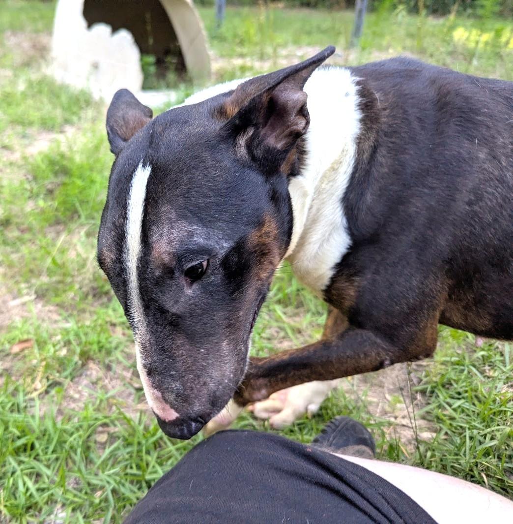 Enlarge DAISY MAY, a Adoptable Bull Terrier in Fosters, AL image 4/6