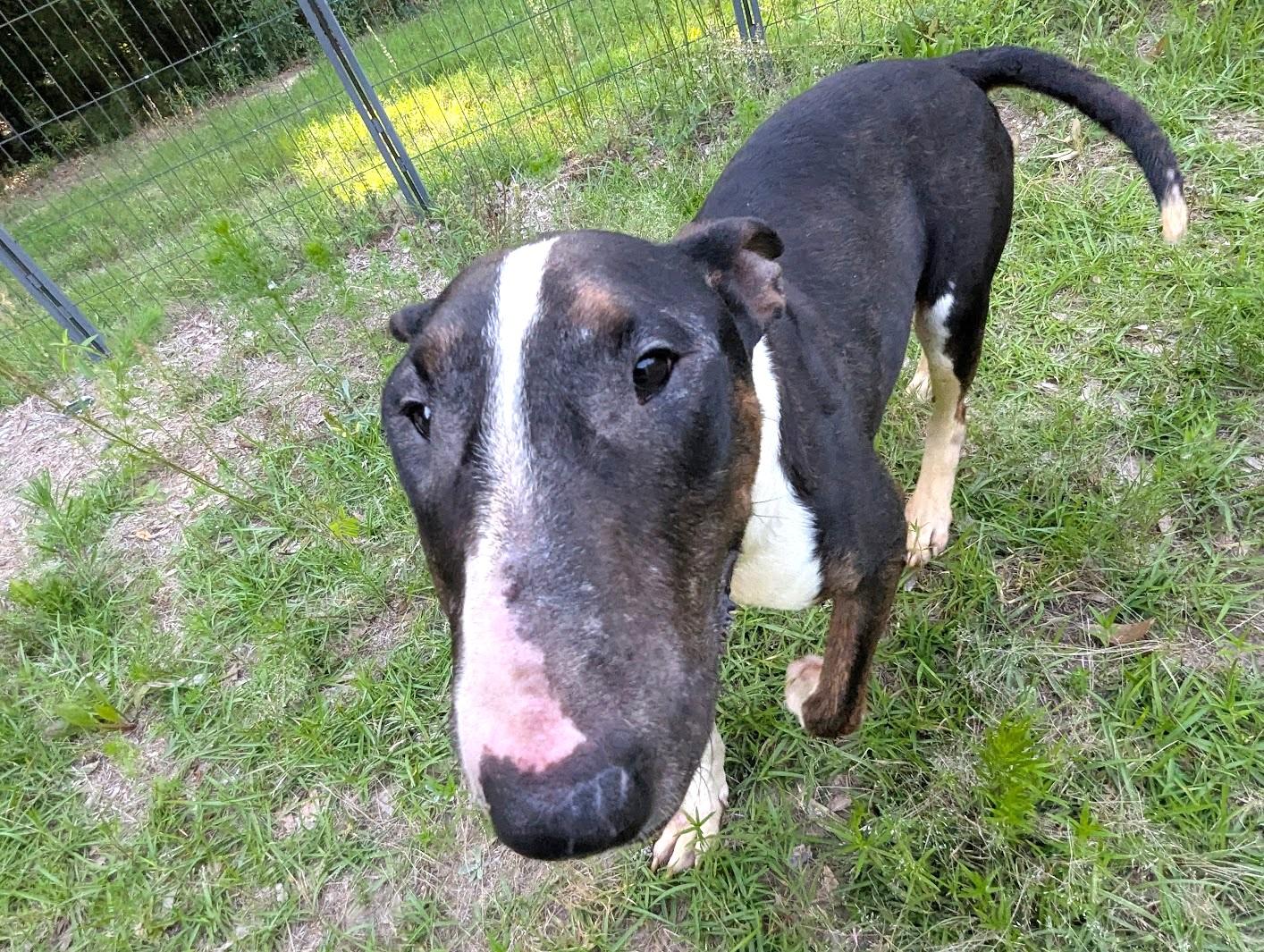 Enlarge DAISY MAY, a Adoptable Bull Terrier in Fosters, AL image 1/6