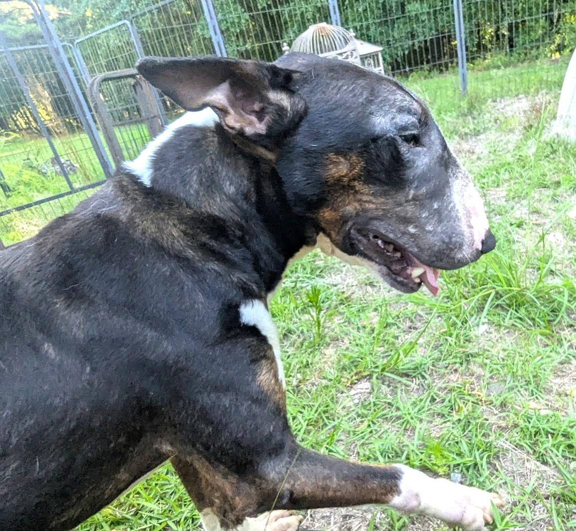 Enlarge DAISY MAY, a Adoptable Bull Terrier in Fosters, AL image 3/6