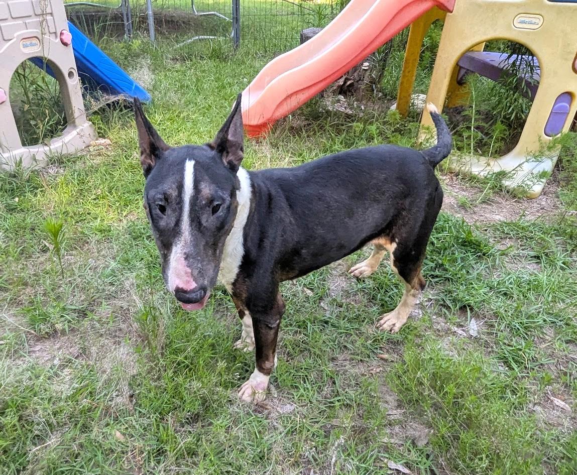 Enlarge DAISY MAY, a Adoptable Bull Terrier in Fosters, AL image 5/6