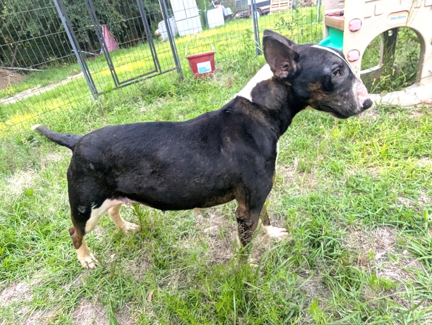 Enlarge DAISY MAY, a Adoptable Bull Terrier in Fosters, AL image 2/6