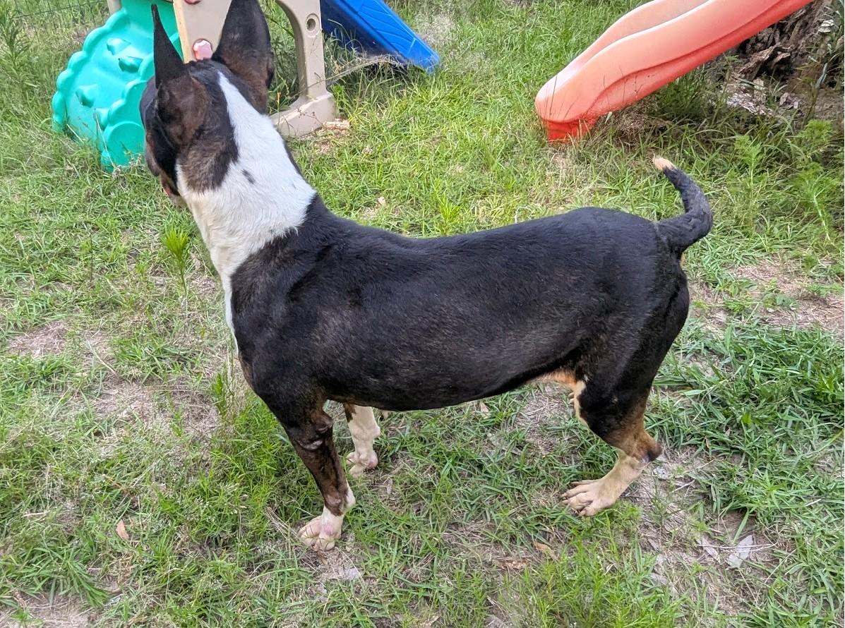 Enlarge DAISY MAY, a Adoptable Bull Terrier in Fosters, AL image 6/6