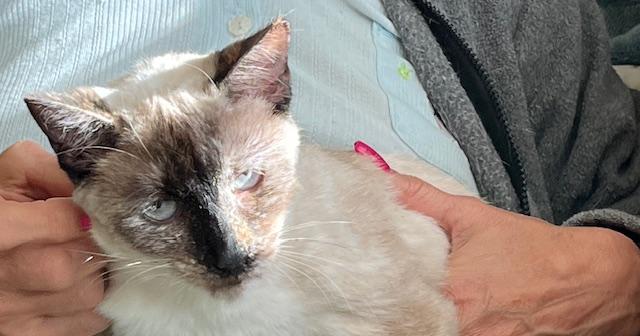 Magnolia, a Adoptable Siamese in Tustin, CA image 4/6