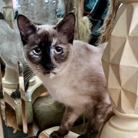 Magnolia, Young Female Siamese