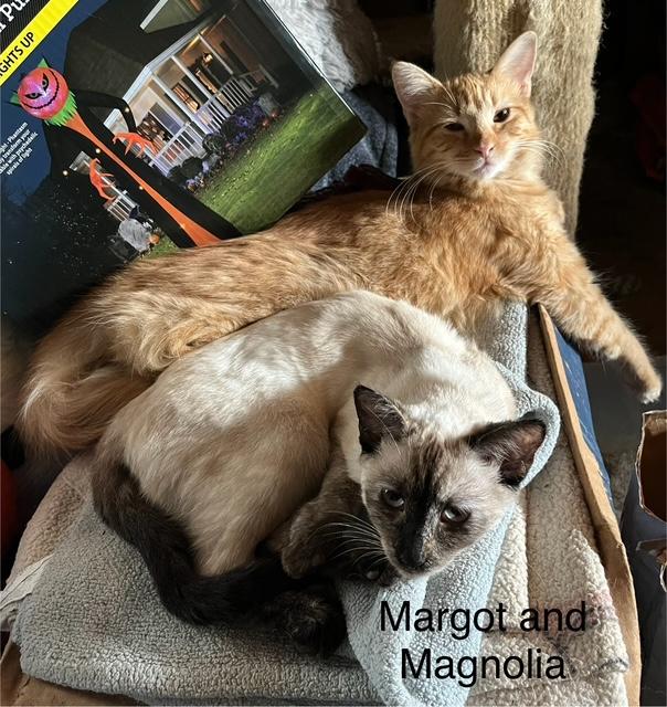 Magnolia, a Adoptable Siamese in Tustin, CA image 2/6