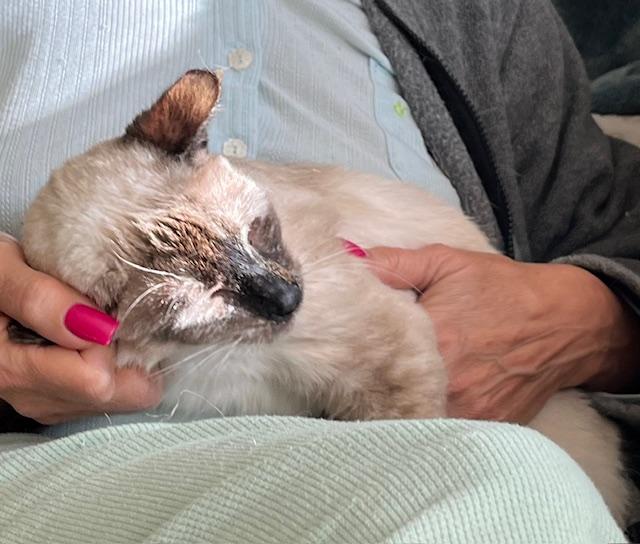 Magnolia, a Adoptable Siamese in Tustin, CA image 3/6