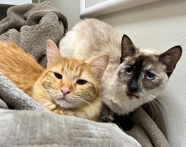 Magnolia, a Adoptable Siamese in Tustin, CA image 6/6