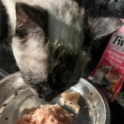 Magnolia, a Adoptable Siamese in Tustin, CA image 5/6