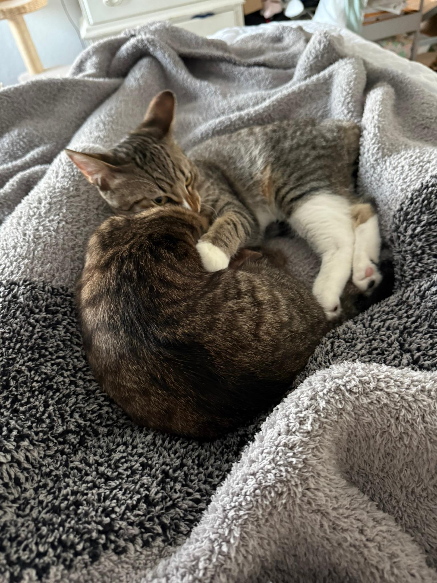 Roxie and Meiran, a Adoptable mixed breed in Laguna Beach, CA image 1/6