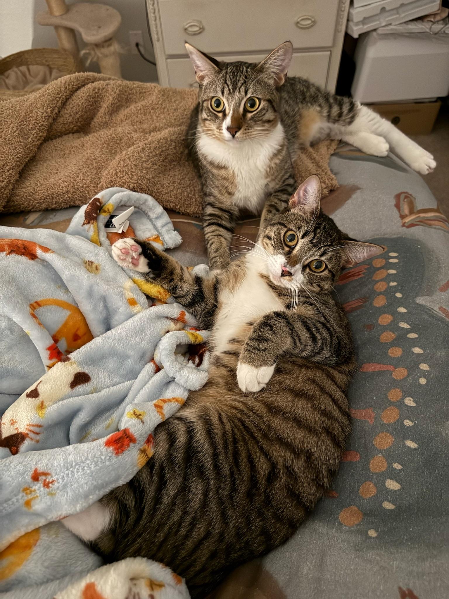 Enlarge Roxie and Meiran, a Adoptable mixed breed in Laguna Beach, CA image 1/6