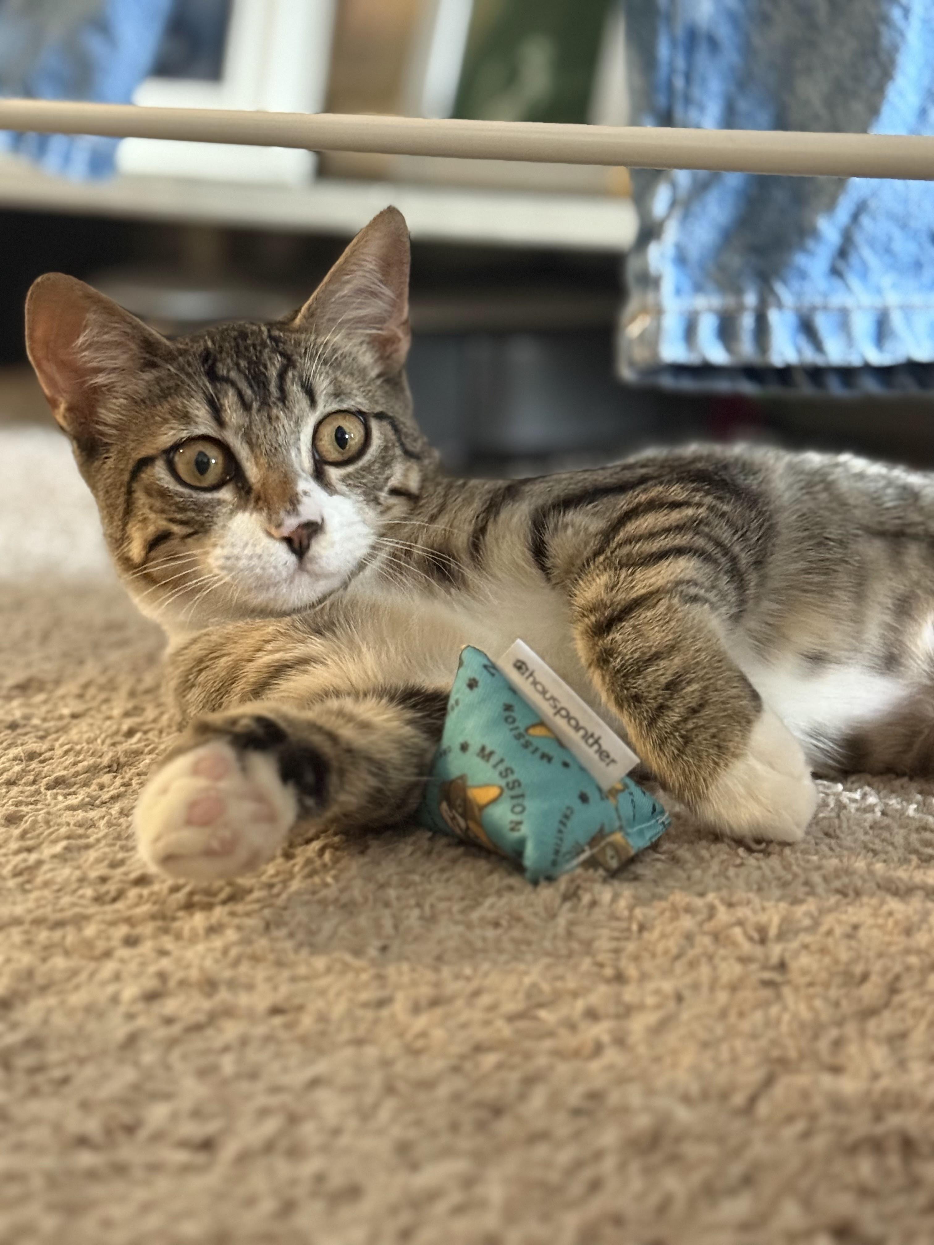 Roxie and Meiran, a Adoptable mixed breed in Laguna Beach, CA image 5/6