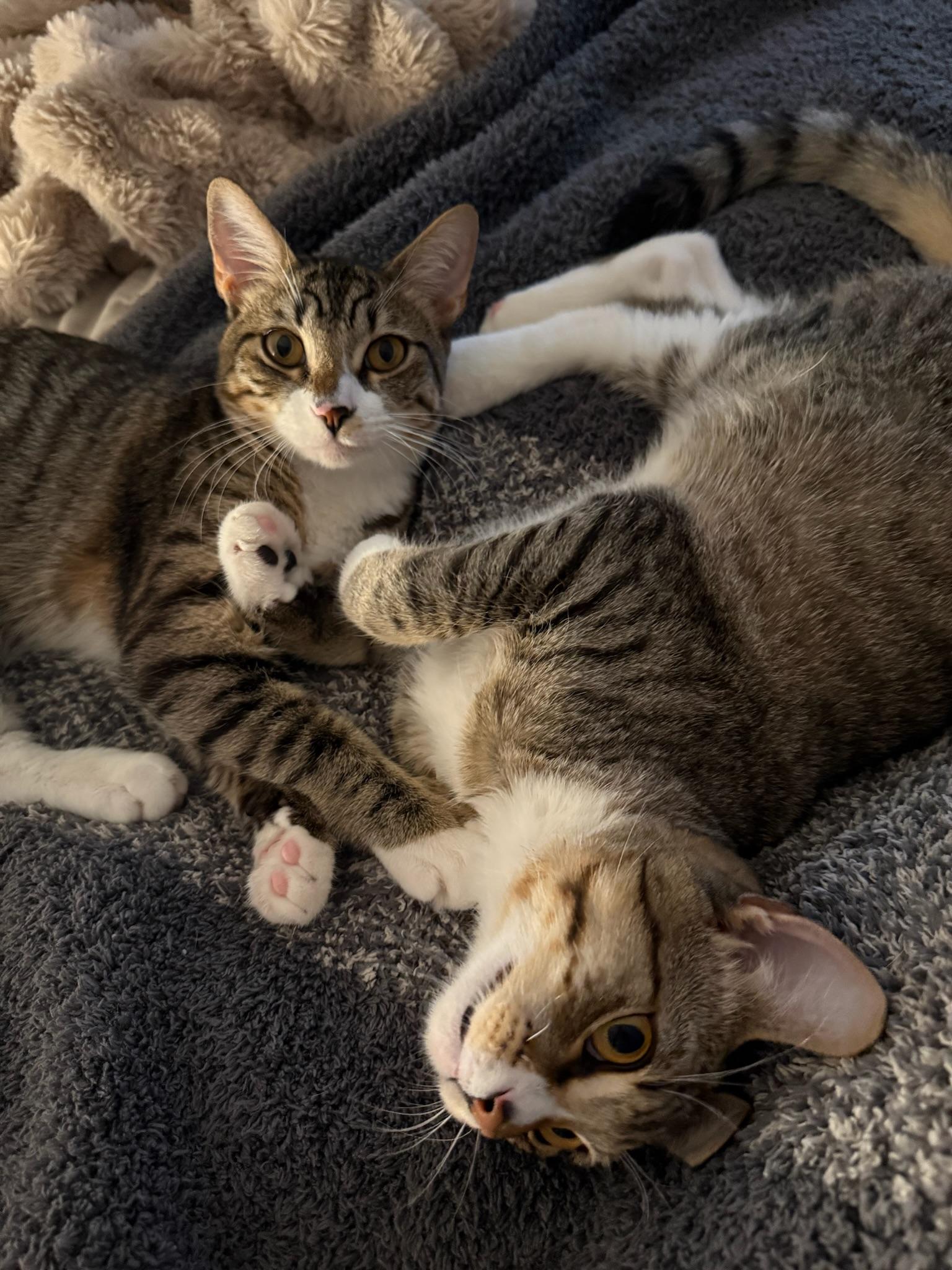 Roxie and Meiran, a Adoptable mixed breed in Laguna Beach, CA image 3/6