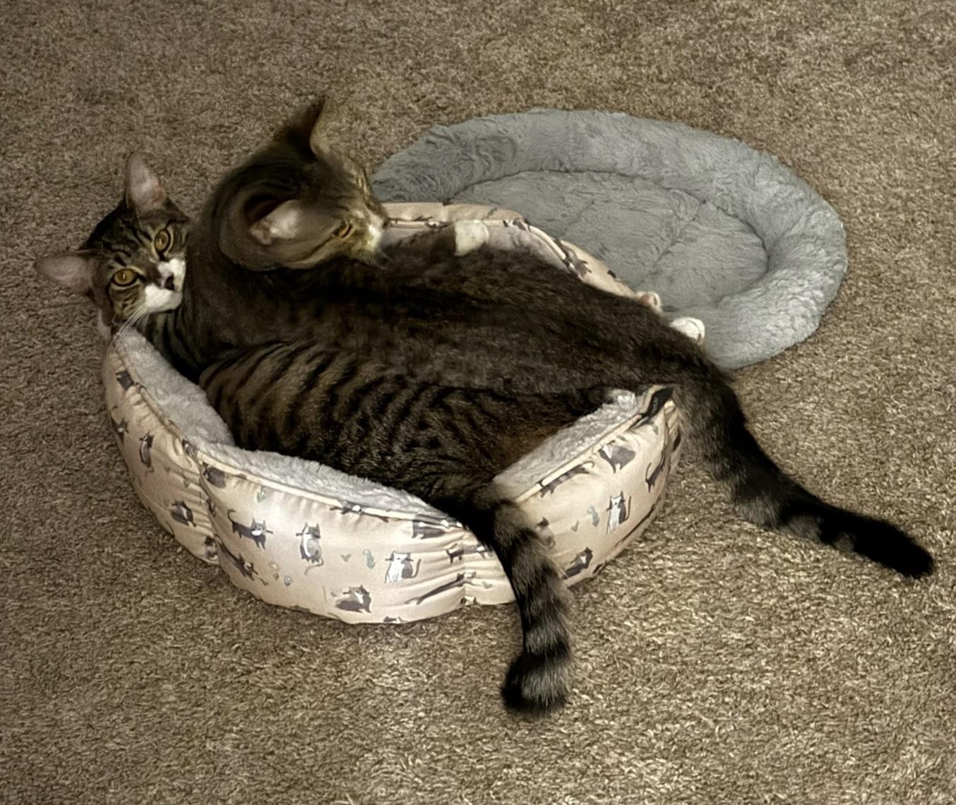 Roxie and Meiran, a Adoptable mixed breed in Laguna Beach, CA image 4/6