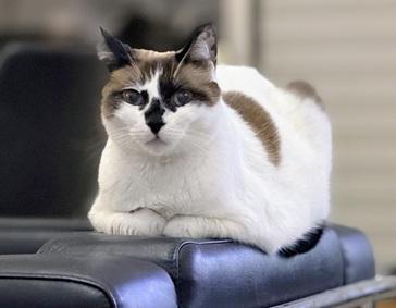 Enlarge Miss Lizzie, a Adoptable mixed breed in San Francisco, CA image 2/3