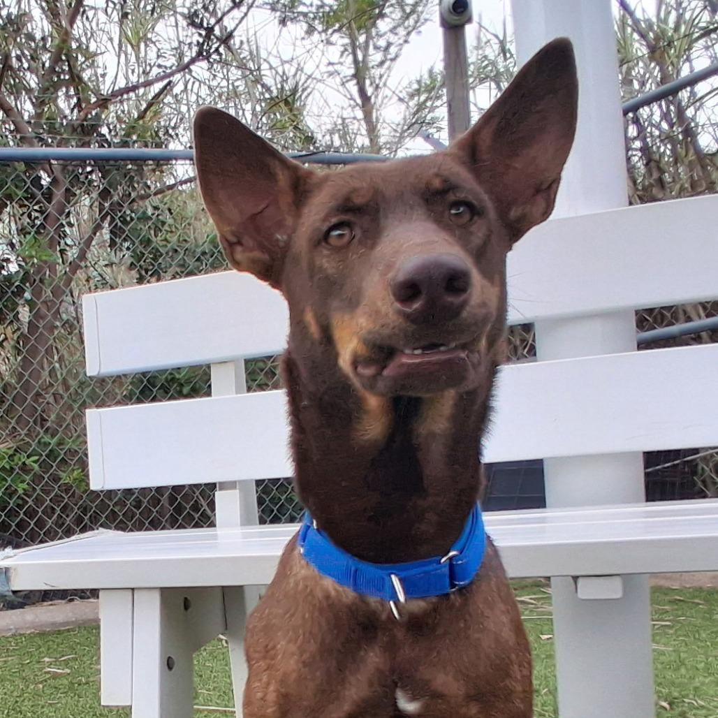 Nena (Roxy), Adoptable, Young Female Mixed Breed.