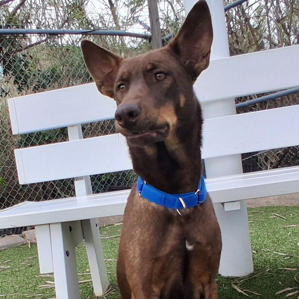 Enlarge Nena (Roxy), a Adoptable Mixed Breed in Galveston, TX image 3/6