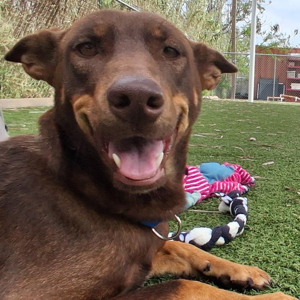 Enlarge Nena (Roxy), a Adoptable Mixed Breed in Galveston, TX image 4/6