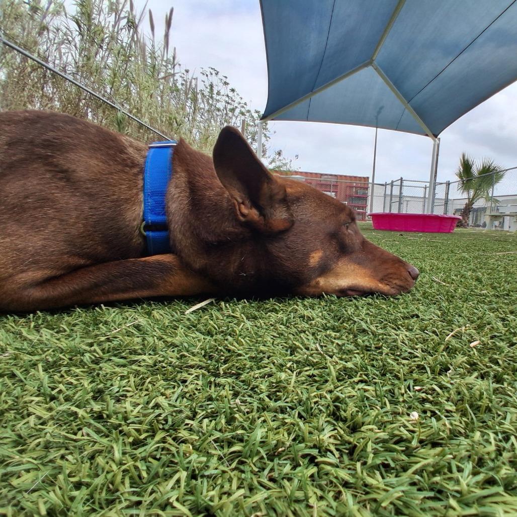 Enlarge Nena (Roxy), a Adoptable Mixed Breed in Galveston, TX image 5/6