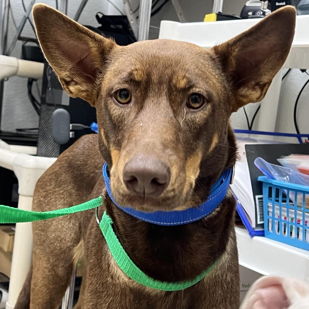 Enlarge Nena (Roxy), a Adoptable Mixed Breed in Galveston, TX image 6/6