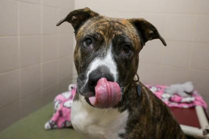 Kita, a Adoptable Pit Bull Terrier in Woodbury, MN image 1/3