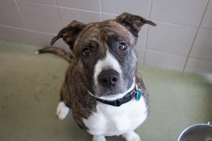 Kita, a Adoptable Pit Bull Terrier in Woodbury, MN image 2/3