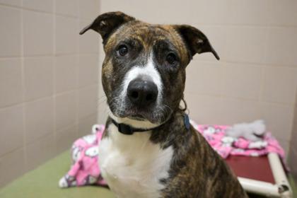 Kita, a Adoptable Pit Bull Terrier in Woodbury, MN image 3/3
