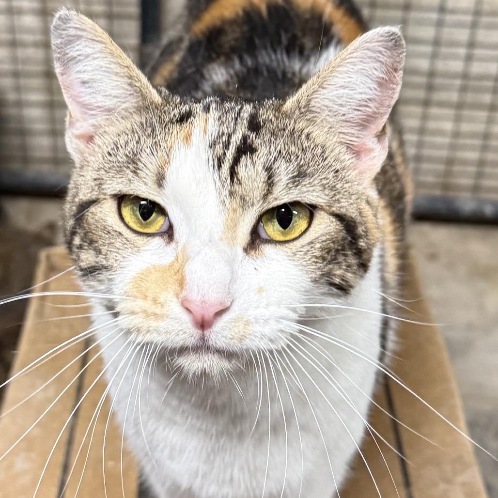 Saffron, a Adoptable Domestic Short Hair in Hillsboro, TN image 2/3