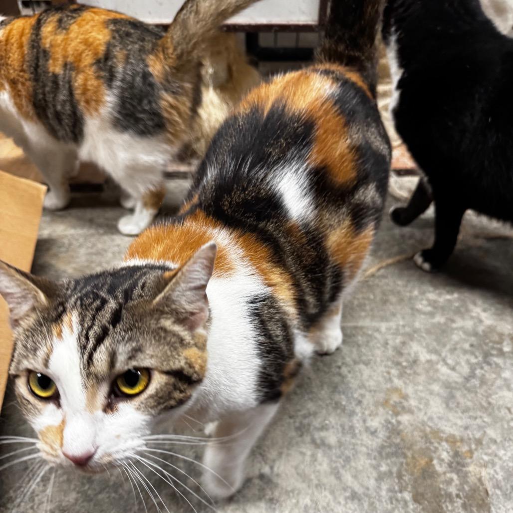 Saffron, a Adoptable Domestic Short Hair in Hillsboro, TN image 3/3