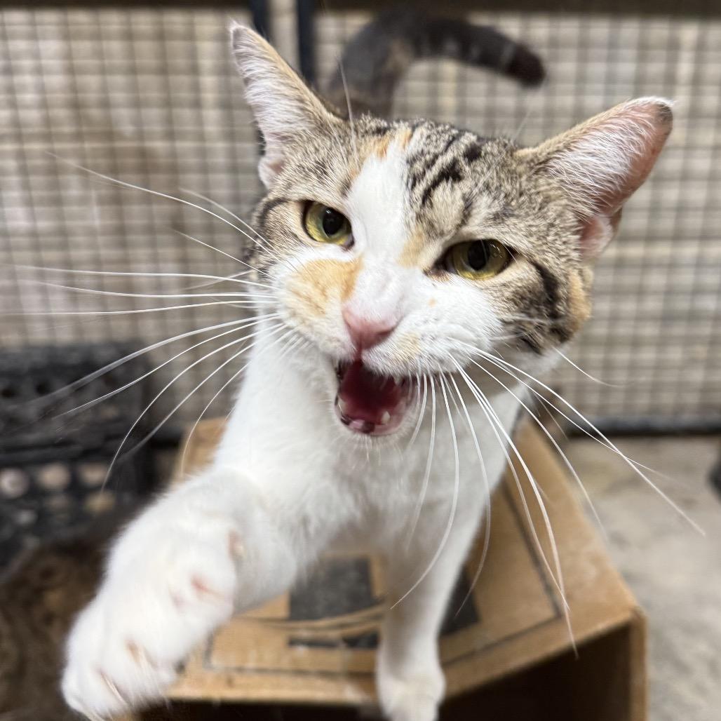 Saffron, a Adoptable Domestic Short Hair in Hillsboro, TN image 3/3